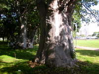 two baobabs