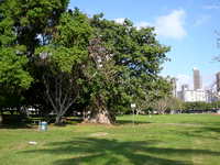 Waikiki skyscrapers in the background