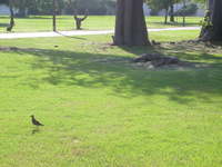 golden plover almost ready to fly back to Alaska