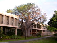 probably the largest of all these baobabs