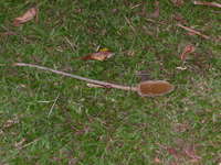 yes, it does look like a dead rat