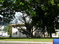 the baobab, from Keeaumoku street