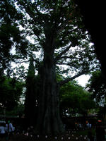 Baobab and crowd